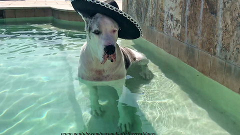 Max the Great Dane Enjoys Cinco De Mayo Relaxing in the Pool
