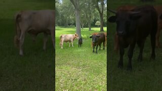 Calf hanging out #shorts #calf #cow #cows #grazing