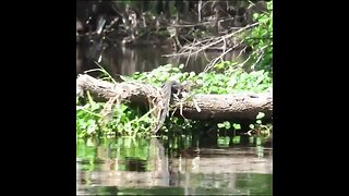 blackwater creek kayaking