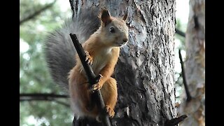Squirrel on a bitch