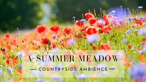 MEADOW RELAXING SOUNDS -Wildflowers, Birds, Countryside Ambience- Stress Relief, Meditate, Sleep