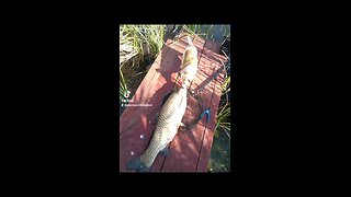 Giant Grass Carp