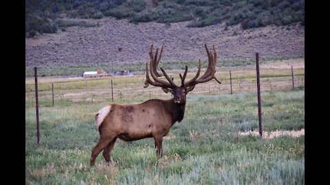 Elk Ranch in Area I Hike