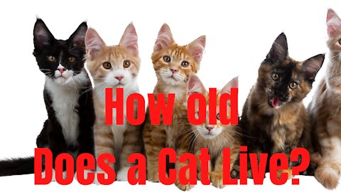 How Old Does a Cat Live? Watch and See What is a Cat's Life Expectancy