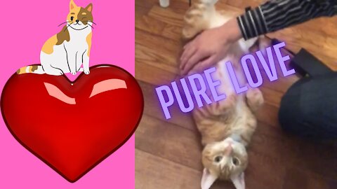 The Pure LOVE of Cats & Other Animals