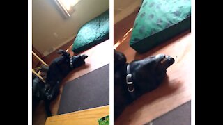Happy Upside-Down Dog