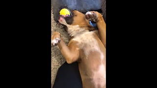 Funny dog plays dead in order to keep her ball