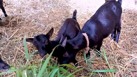 Goats in Nigeria enjoy tasty treats from kindly farm visitor