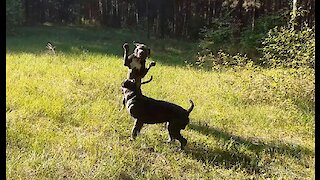 Two Сane-corso play in the meadow