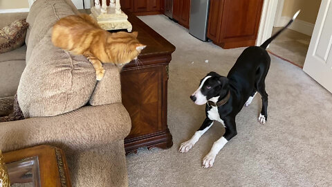 Funny Great Dane Puppy Play Bows To Swatting Cat - Cats Rule
