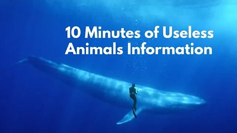 10 Minutes Of Useless Animals Information