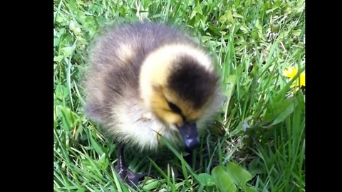 Newborn gosling left behind by parents finds foster home