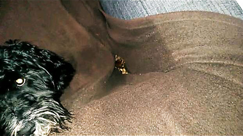 Cockapoo adamantly attempts to bury bone in blanket