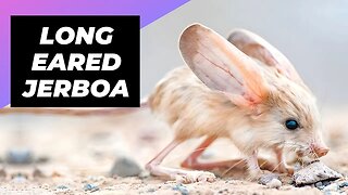 Long-Eared Jerboa 🐭 One Of The Cutest And Exotic Animals In The World #shorts