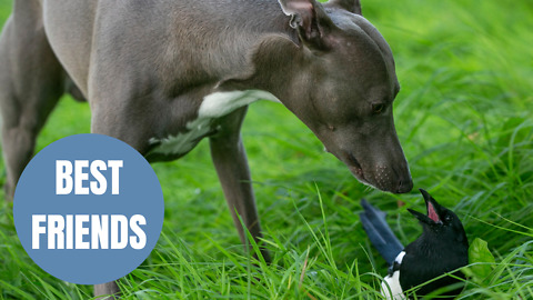 A magpie and a whippet have formed an unlikely friendship