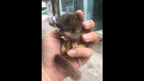 Cute little squirrel with his innocence