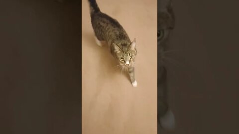 Being Chased By a Cat