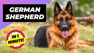 German Shepherd - In 1 Minute! 🐶 What To Expect As A New Owner | 1 Minute Animals