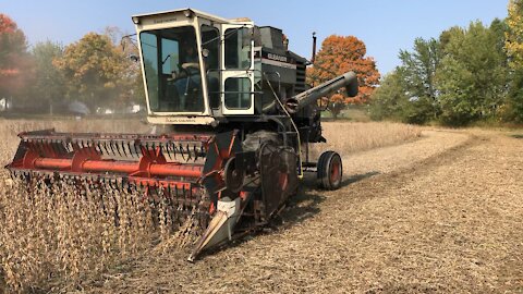 Harvesting Soybeans