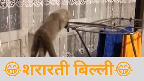 शरारती बिल्ली क्या कर रही हे देखो 😂🤣..........#shorts #funnycat #funnyvideo