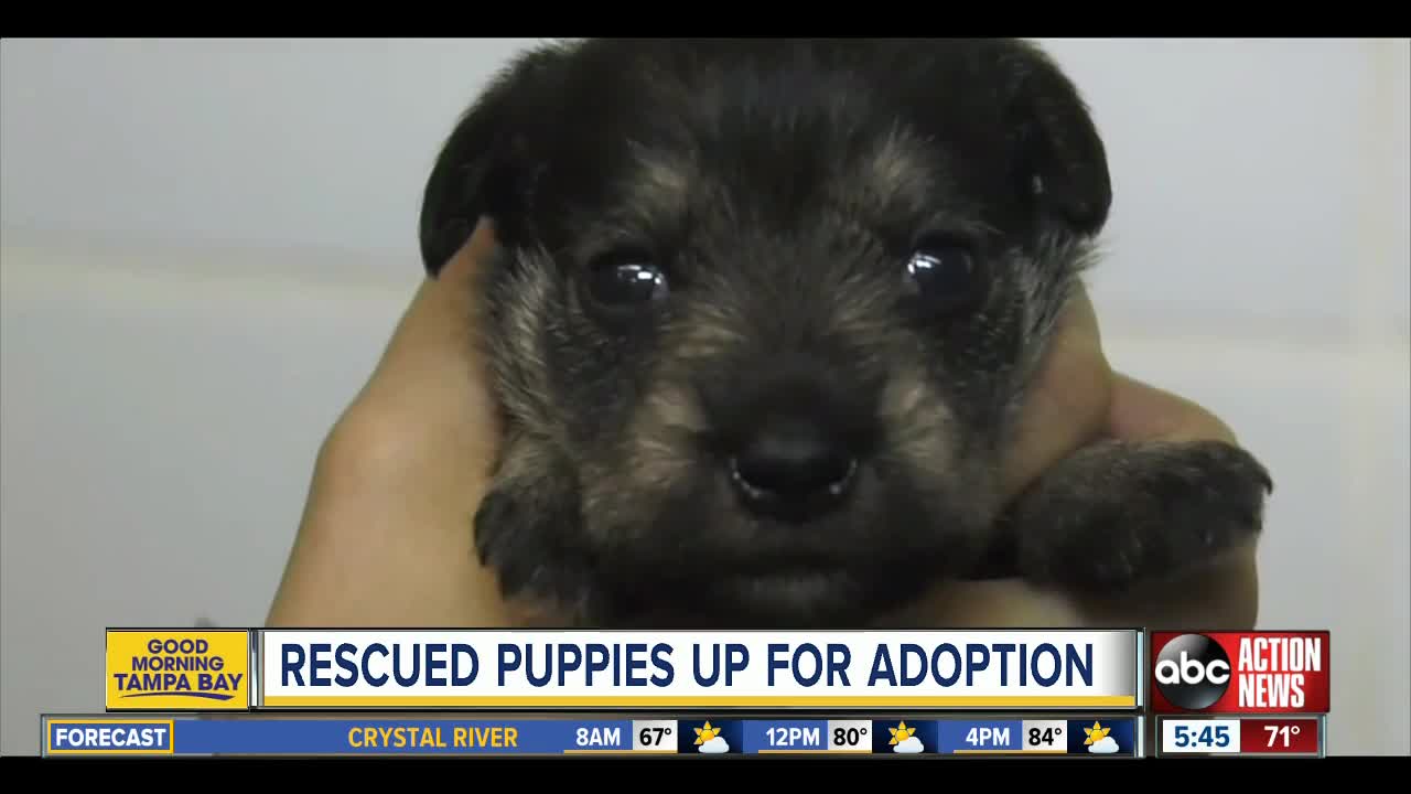 Hillsborough County raising prices to protect seized dogs from "flippers"