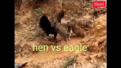 hen vs eagle