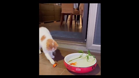 Cat playing with goldfish 🦥