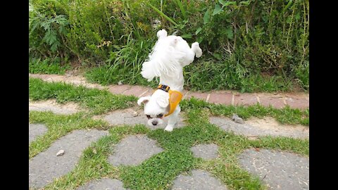 Handstand master artisan Maltese