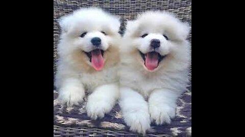 Sweet, cute, funny dog - puppies