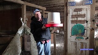 Brower waterer base review, Peacock Minute, peafowl.com