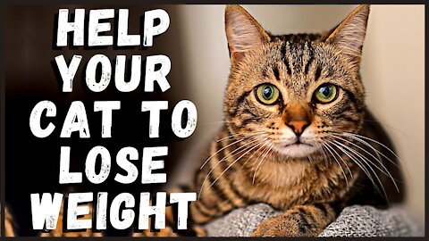 Help Your Cat to Lose Weight