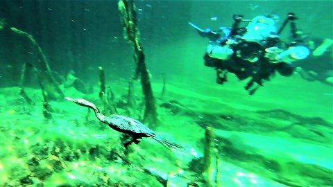 Scuba divers meet aquatic bird hunting thirty feet below the surface