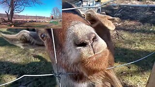Back Yard Track? - Playing with the GOATS