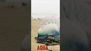 🌊 #AQUATIC - Ocean's Enigma: The Portuguese Man o' War's Captivating Display 🦈