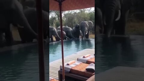 Elefantes Bebendo Agua na Piscina da Casa #shorts