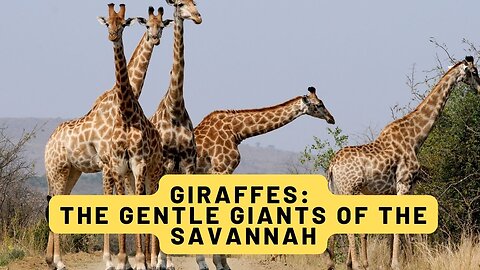 Giraffes: The Gentle Giants of the Savannah