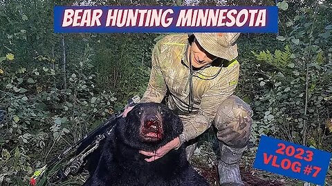 Minnesota Bear Hunting 2023 bear vlog 7 | Killin' TIME!