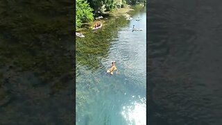 Crazy Dog Bridge Jump!