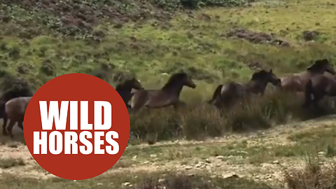 Incredible footage shows massive pony herd crossing UK moorland