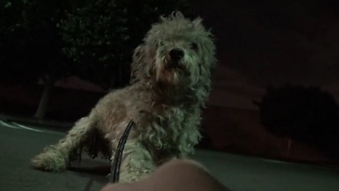 Hope For Paws saves Oakley the dog in a late night rescue mission