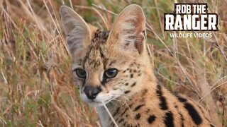 Beautiful Servals | Maasai Mara Safari | Zebra Plains