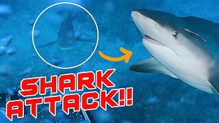 NEARLY EATEN by SHARK | Spearfishing catch and cook