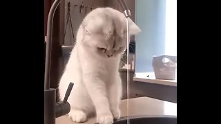 CAT VIDEO