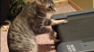 A Cat Rides On A Treadmill With Front Paws Only