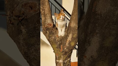 Cute Kitten sitting on tree #shorts #cutekitten #naughty #1