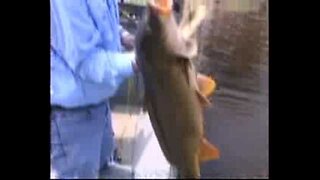 Midwest Outdoors Bowfishing Carp AMSBowfishing
