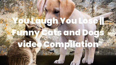 You Laugh You Lose || Funny Cats and Dogs video Compilation