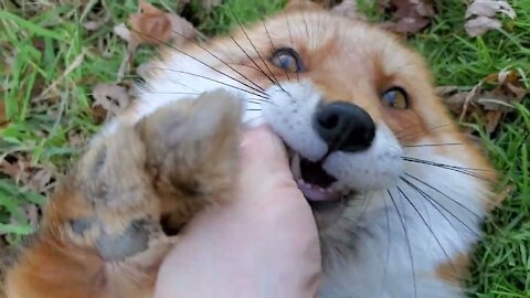 Adorable Baby Fox Pups Playing - CUTE Compilation