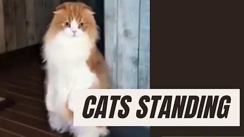 Cute cats standing video