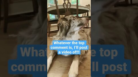 I bet this video can’t get the same number of likes and comments! #dogs #challenge #fypシ #fyp